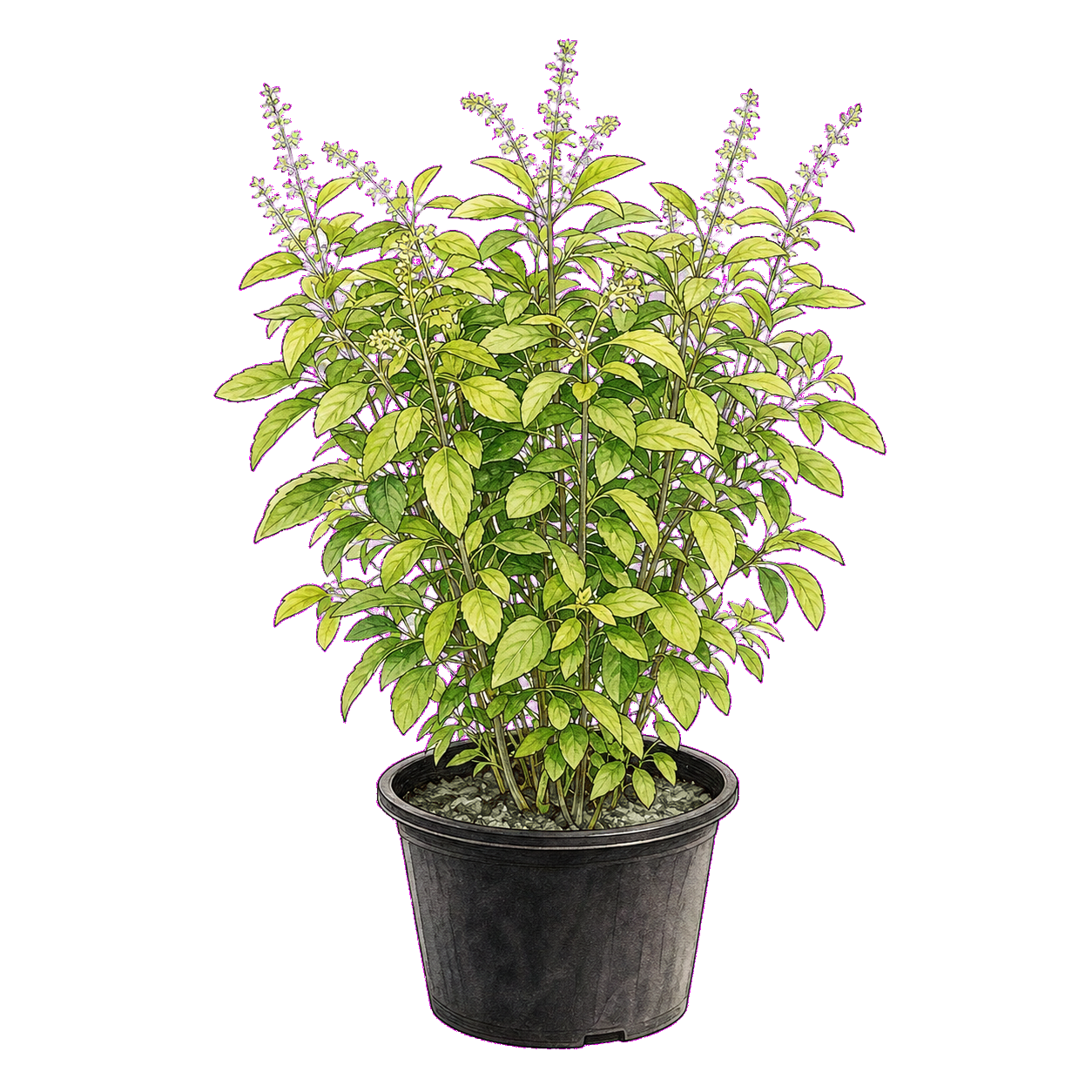 Hand-drawn botanical art sketch of a lush Tulsi plant in a black nursery pot